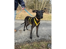 KALLE, Hund, Mischlingshund in Adelsdorf - Bild 14