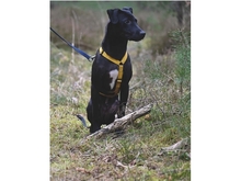 KALLE, Hund, Mischlingshund in Adelsdorf - Bild 15
