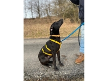 KALLE, Hund, Mischlingshund in Adelsdorf - Bild 16