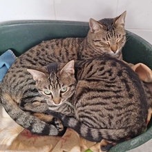 PERSIA, Katze, Europäisch Kurzhaar in Spanien - Bild 7
