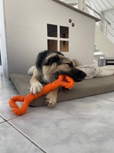 SUKI, Hund, Mischlingshund in Erlenbach - Bild 5