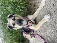 SUKI, Hund, Mischlingshund in Erlenbach - Bild 6