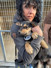 MARIA, Hund, Mischlingshund in Kerpen - Bild 1