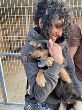 MARIA, Hund, Mischlingshund in Kerpen - Bild 2