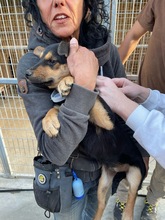 MARIA, Hund, Mischlingshund in Kerpen - Bild 3