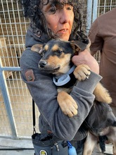 MARIA, Hund, Mischlingshund in Kerpen - Bild 4