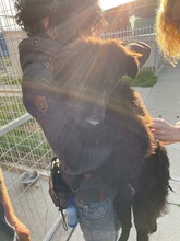 BEN, Hund, Mischlingshund in Kerpen - Bild 1