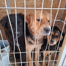 BEN, Hund, Mischlingshund in Kerpen - Bild 2