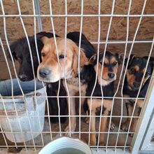 BEN, Hund, Mischlingshund in Kerpen - Bild 3
