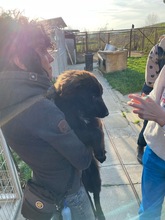 BEN, Hund, Mischlingshund in Kerpen - Bild 4
