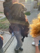 BEN, Hund, Mischlingshund in Kerpen - Bild 6