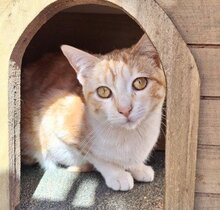 EVORA, Katze, Europäisch Kurzhaar in Spanien - Bild 1