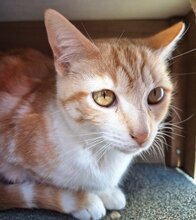 EVORA, Katze, Europäisch Kurzhaar in Spanien - Bild 2