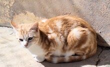 EVORA, Katze, Europäisch Kurzhaar in Spanien - Bild 4