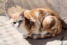 EVORA, Katze, Europäisch Kurzhaar in Spanien - Bild 5