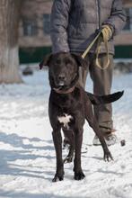 THOMAS, Hund, Mischlingshund in Ukraine