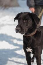 THOMAS, Hund, Mischlingshund in Ukraine - Bild 2