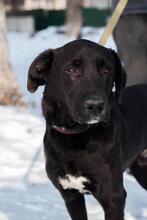 THOMAS, Hund, Mischlingshund in Ukraine - Bild 3