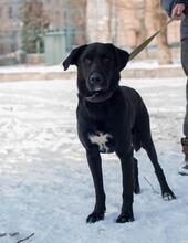 THOMAS, Hund, Mischlingshund in Ukraine - Bild 4