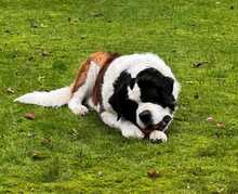 SCHRÖDER, Hund, Bernhardiner in Biblis