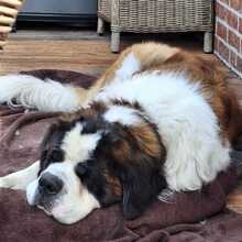 SCHRÖDER, Hund, Bernhardiner in Biblis - Bild 2