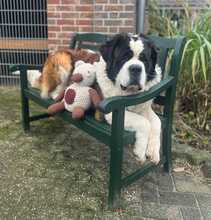 SCHRÖDER, Hund, Bernhardiner in Biblis - Bild 3