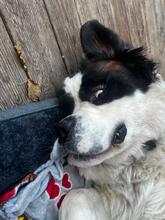 SCHRÖDER, Hund, Bernhardiner in Biblis - Bild 4