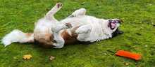SCHRÖDER, Hund, Bernhardiner in Biblis - Bild 5