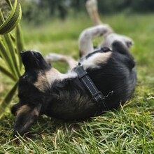 SCOTTY, Hund, Mischlingshund in Monheim - Bild 10