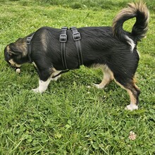 SCOTTY, Hund, Mischlingshund in Monheim - Bild 2