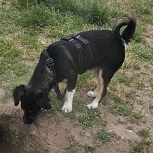 SCOTTY, Hund, Mischlingshund in Monheim - Bild 3
