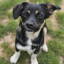 SCOTTY, Hund, Mischlingshund in Monheim - Bild 4