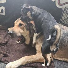 SCOTTY, Hund, Mischlingshund in Monheim - Bild 5