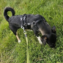 SCOTTY, Hund, Mischlingshund in Monheim - Bild 6