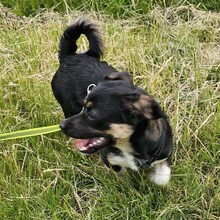 SCOTTY, Hund, Mischlingshund in Monheim - Bild 7