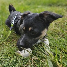 SCOTTY, Hund, Mischlingshund in Monheim - Bild 8