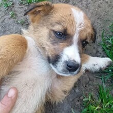 VAGOS, Hund, Mischlingshund in Griechenland - Bild 4