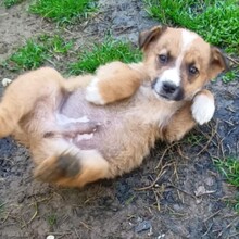 VAGOS, Hund, Mischlingshund in Griechenland - Bild 5