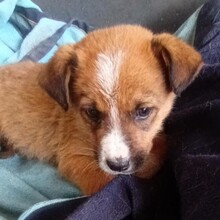 VAGOS, Hund, Mischlingshund in Griechenland - Bild 6