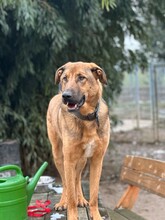 LEGEND, Hund, Mischlingshund in Aerzen - Bild 9