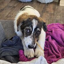 KIRA, Hund, Mischlingshund in Jettingen-Scheppach - Bild 1