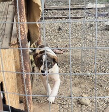 KIRA, Hund, Mischlingshund in Jettingen-Scheppach - Bild 10