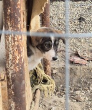 KIRA, Hund, Mischlingshund in Jettingen-Scheppach - Bild 12