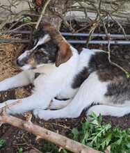 KIRA, Hund, Mischlingshund in Jettingen-Scheppach - Bild 3