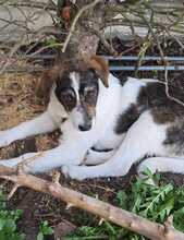 KIRA, Hund, Mischlingshund in Jettingen-Scheppach - Bild 4