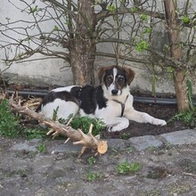 KIRA, Hund, Mischlingshund in Jettingen-Scheppach - Bild 6