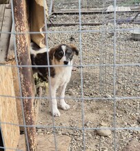 KIRA, Hund, Mischlingshund in Jettingen-Scheppach - Bild 7