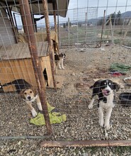 KIRA, Hund, Mischlingshund in Jettingen-Scheppach - Bild 8