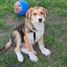 FINDUS, Hund, Mischlingshund in Jettingen-Scheppach - Bild 1