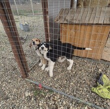 FINDUS, Hund, Mischlingshund in Jettingen-Scheppach - Bild 10